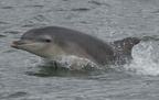 2010-07-n4-7981
