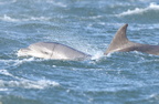2010-07-n4-8321