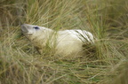 2010-11-n1-1597-b