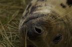 2010-11-n1-1760