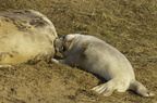 2010-11-n1-1973-b