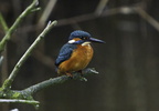2010-11-n1-2181-b