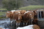 2011-02-n1-8152.jpg