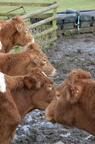 2011-02-n1-8153.jpg