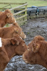 2011-02-n1-8154.jpg