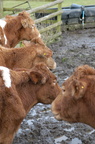 2011-02-n1-8155.jpg