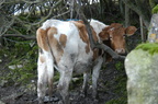 2011-02-n1-8156.jpg