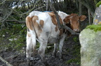 2011-02-n1-8157.jpg
