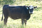 2011-07-n5-6274-a