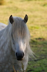 2011-07-n5-6290-a