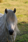 2011-07-n5-6292-a