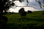 2012-05-n5-7742-a