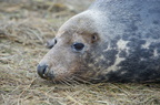 2012-12-n5-3971-a