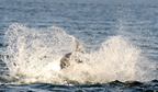 2013-07-n4-1600-b