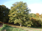 2015-10-n8-8534.jpg