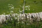 2016-06-n5-4246