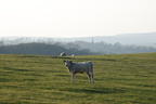 2019-04-n10-7109