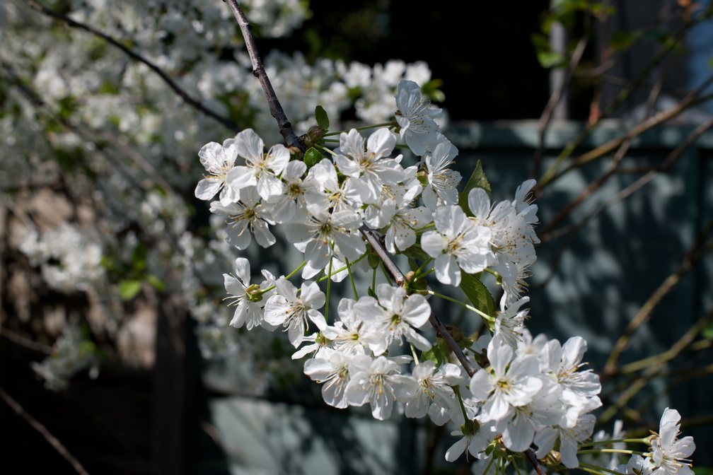 2019-04-n10-7129.jpg
