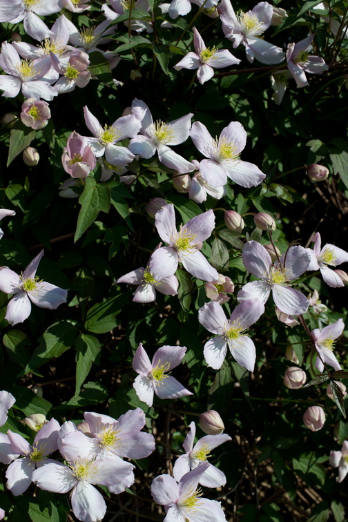 2019-04-n10-7720.jpg