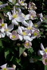 2019-04-n10-7724