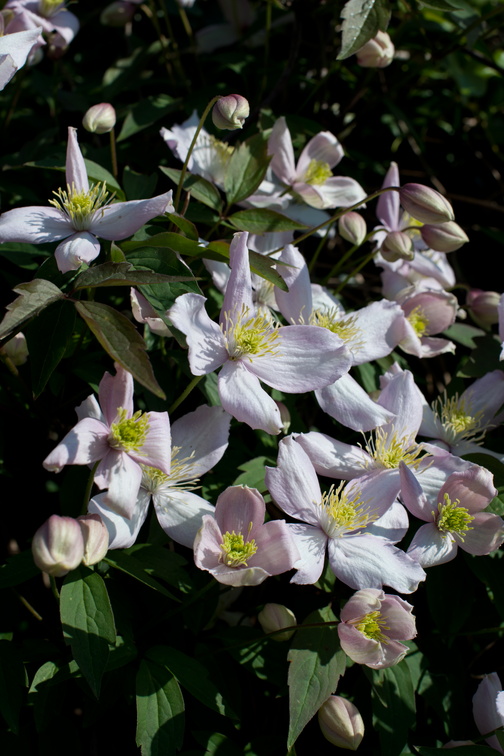2019-04-n10-7726.jpg