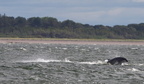 2019-06-n5-9327