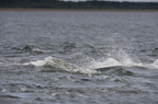 2019-06-n5-9781