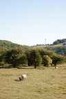 2025-07-n10-8335