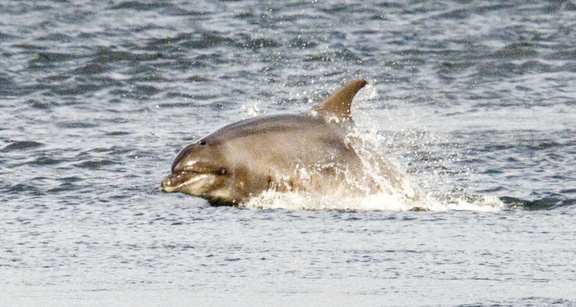 2007-07-n3-0170 774941351 o