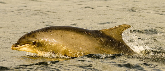 2007-07-n3-2629 822941032 o