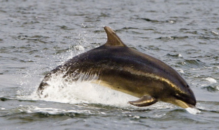 2007-07-n3-3132 822941114 o