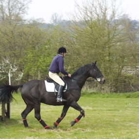 2005-horses