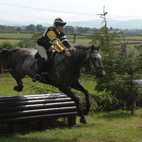 Equine