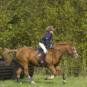 2005-horses