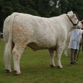 2006-horses