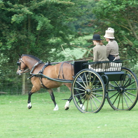 2010-horses