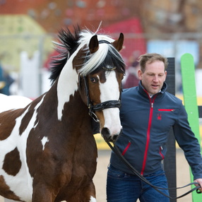 2018-horses